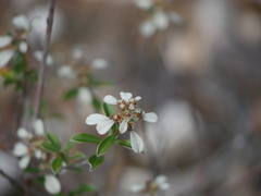 Spyridium spathulatum
