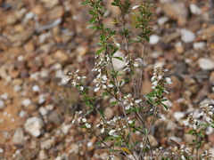 Spyridium spathulatum