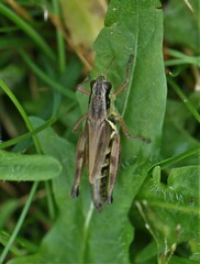 Melanoplus borealis