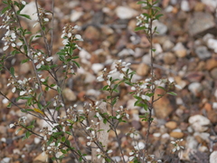 Spyridium spathulatum