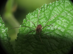 Rilaena triangularis