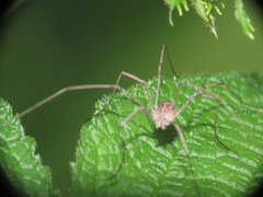 Rilaena triangularis