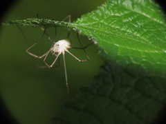 Rilaena triangularis