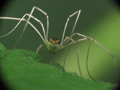Rilaena triangularis