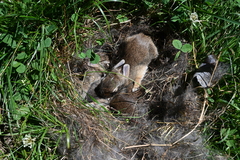 Sylvilagus floridanus