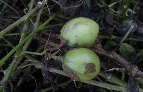 Solanum muricatum