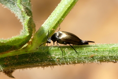 Mordellinae