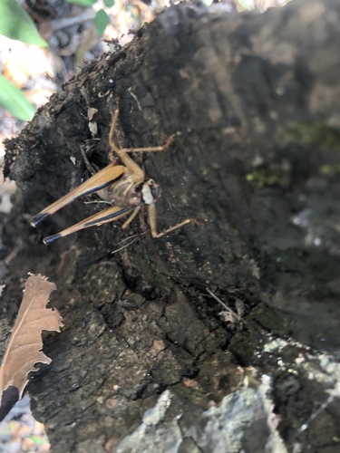 Tinkham's Shieldback