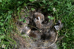 Sylvilagus floridanus