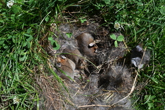 Sylvilagus floridanus