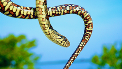 Nerodia fasciata × clarkii