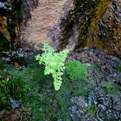 Hypolepis sparsisora