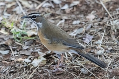 Cercotrichas quadrivirgata