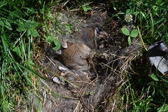 Sylvilagus floridanus