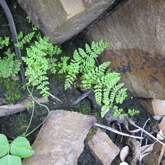 Hypolepis sparsisora