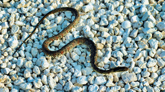 Nerodia fasciata × clarkii