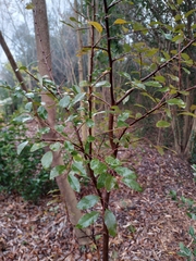 Sebastiania commersoniana