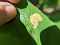 Cameraria hamadryadella