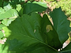 Cameraria hamadryadella