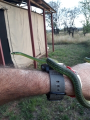 Philothamnus semivariegatus