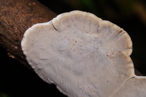 Stereum rugosum image