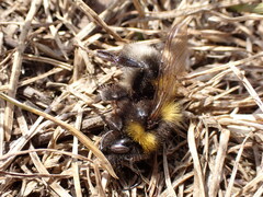Bombus