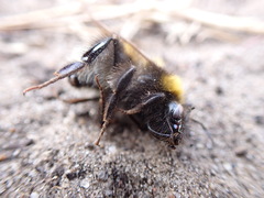Bombus