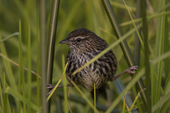 Poodytes punctatus vealeae