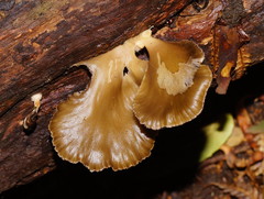 Pleurotus purpureo-olivaceus