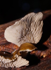 Pleurotus purpureo-olivaceus