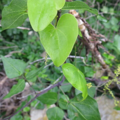Dioscorea mundii