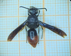 Anterhynchium punctatum