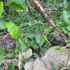 Dioscorea mundii