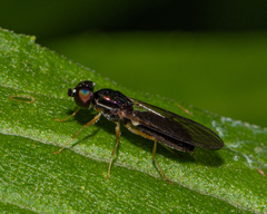 Sargus decorus