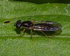 Sargus decorus