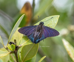 Phocides pigmalion okeechobee