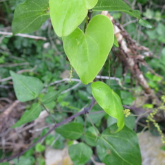 Dioscorea mundii
