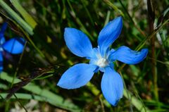 Gentiana brachyphylla brachyphylla