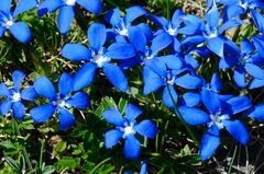 Gentiana brachyphylla brachyphylla