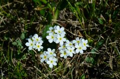 Androsace obtusifolia