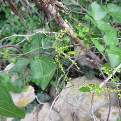 Dioscorea mundii