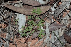 Trachymene cyanopetala