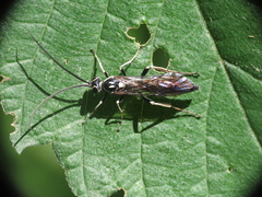 Coelichneumon azotus