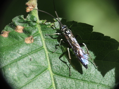 Coelichneumon azotus