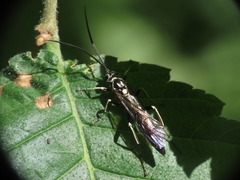 Coelichneumon azotus