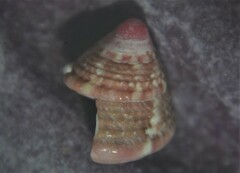 Jujubinus exasperatus