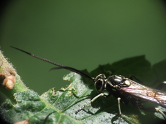 Coelichneumon azotus