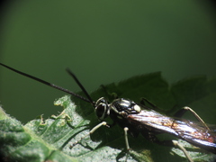 Coelichneumon azotus