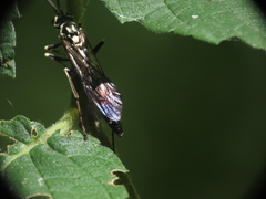 Coelichneumon azotus