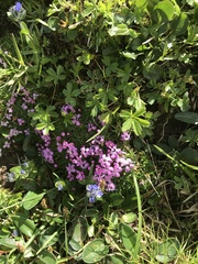 Silene acaulis exscapa